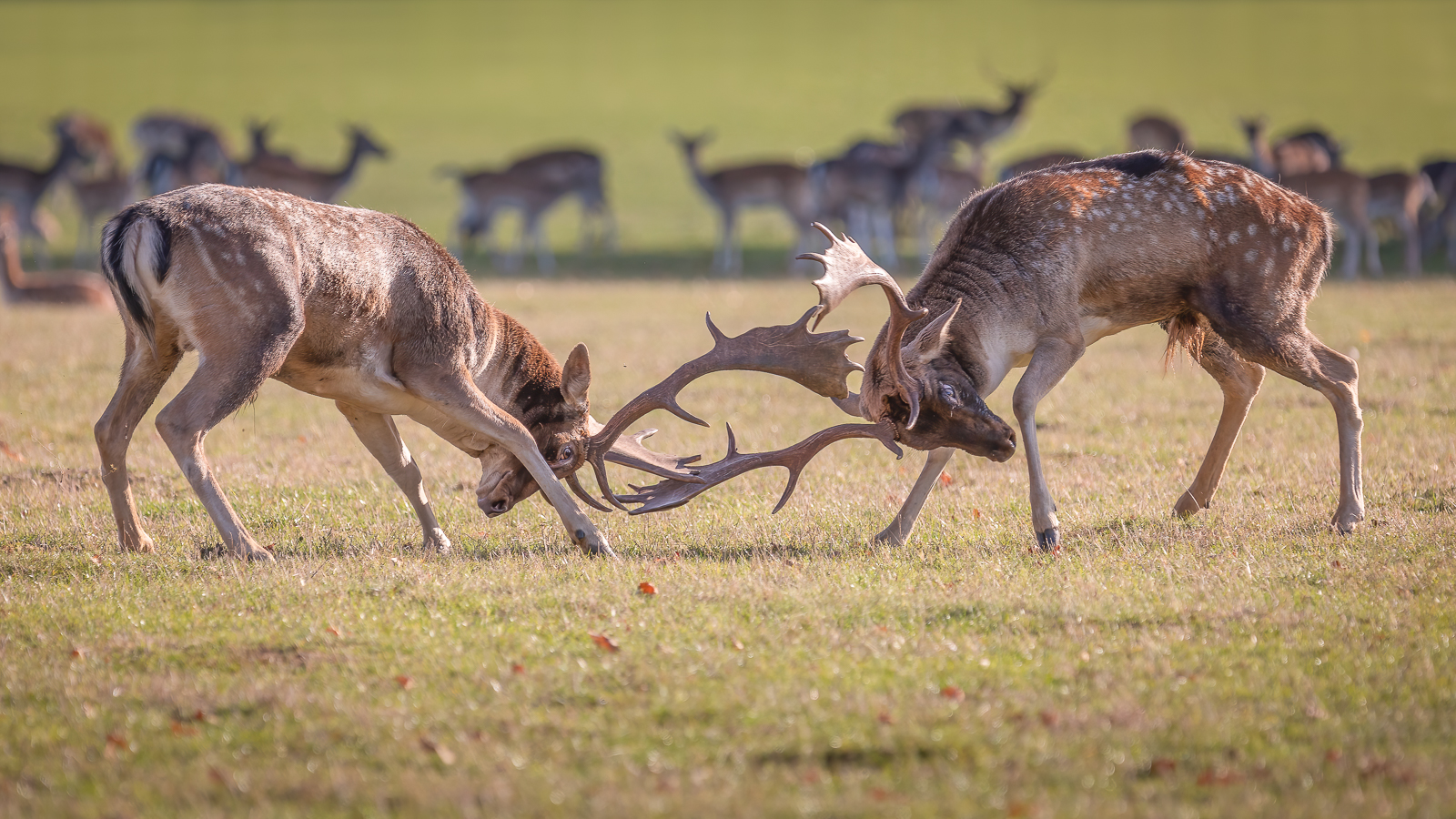 Holkham Hall Fallow Deer By Penny Reeves 5