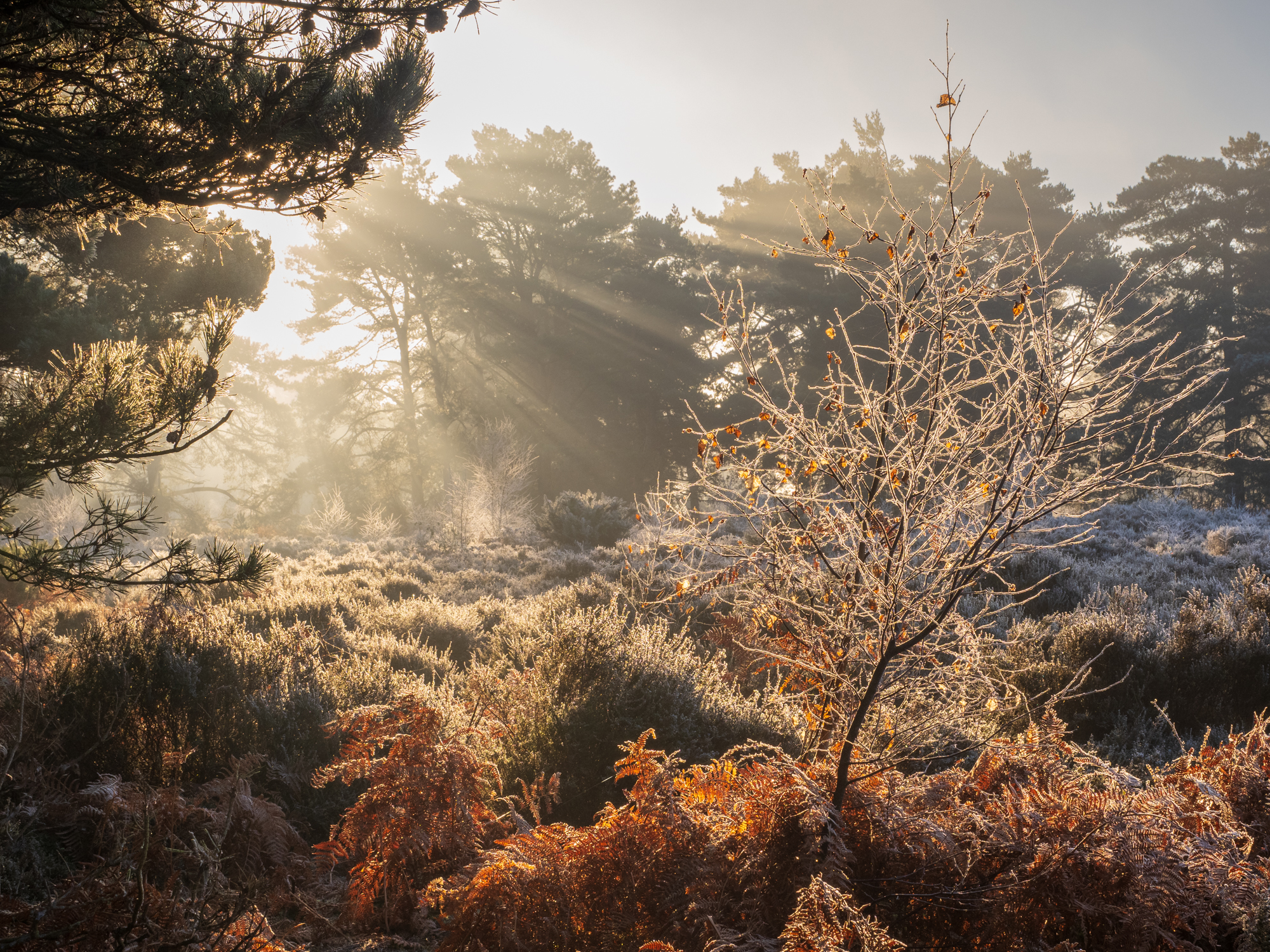 Morning On The Heath By Mark Cresswell LRPS