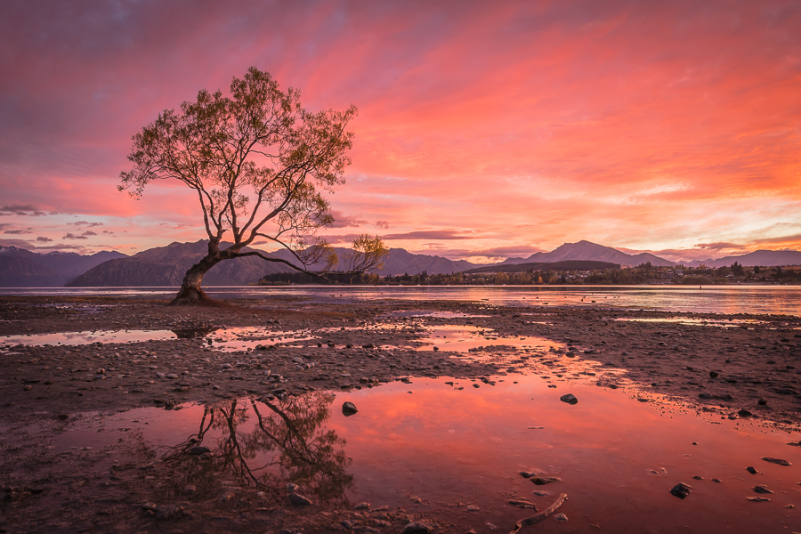 Wanaka Tree By Simon Elsy LRPS (Australia)
