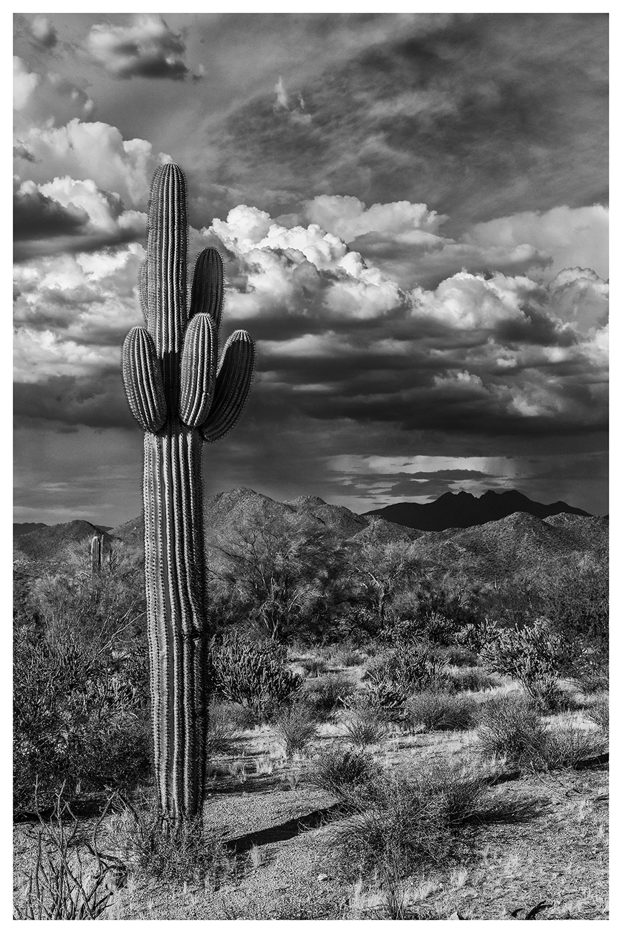 Cactus and Clouds by Robert Malarz (USA)