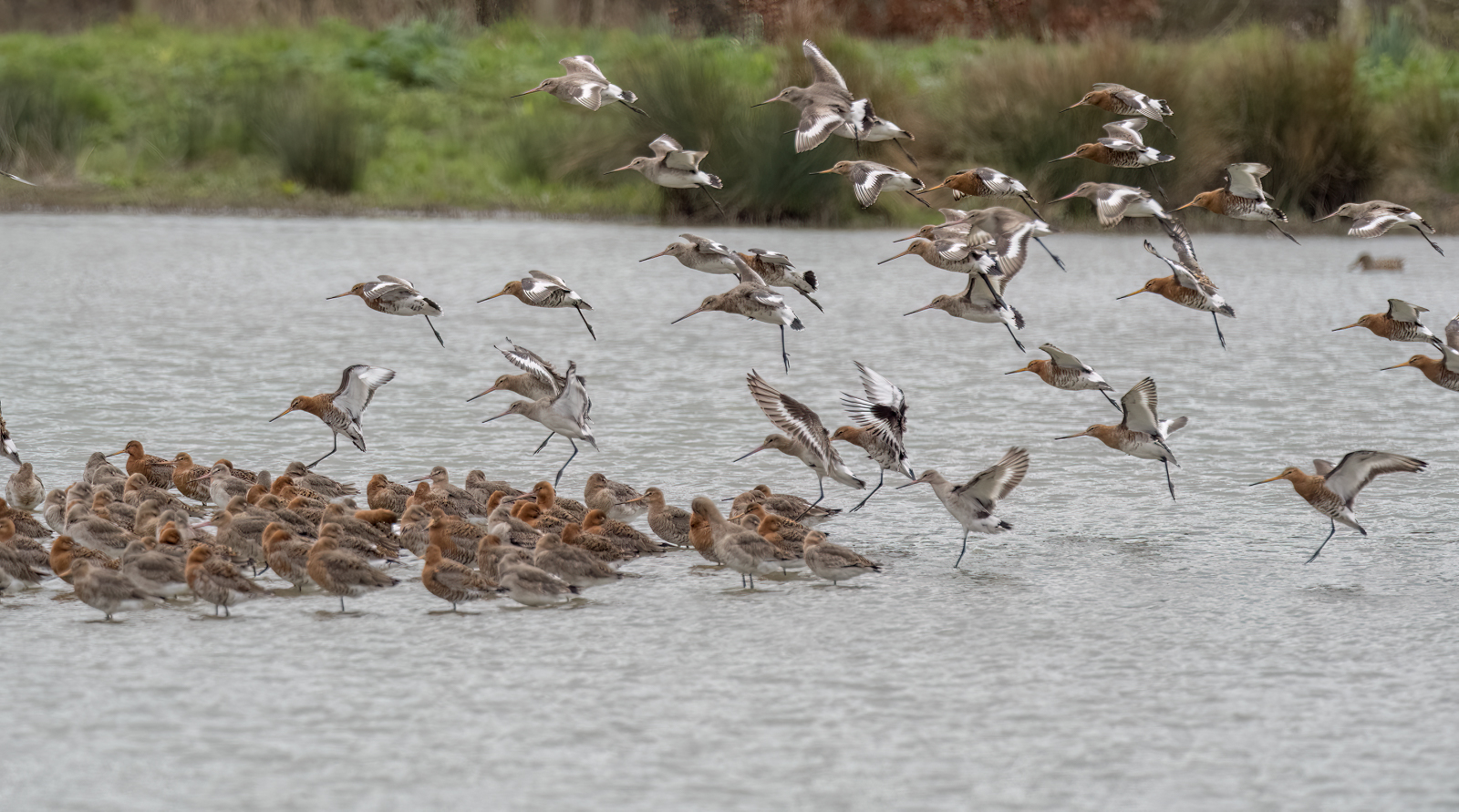 Black Tailed Godwits By Ann Miles