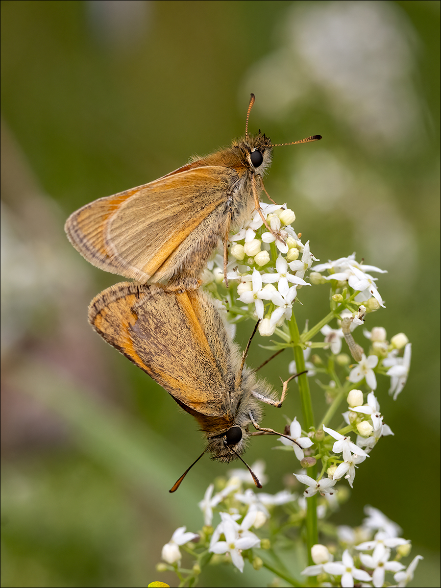 Mating Skippers By Duncan Locke ARPS