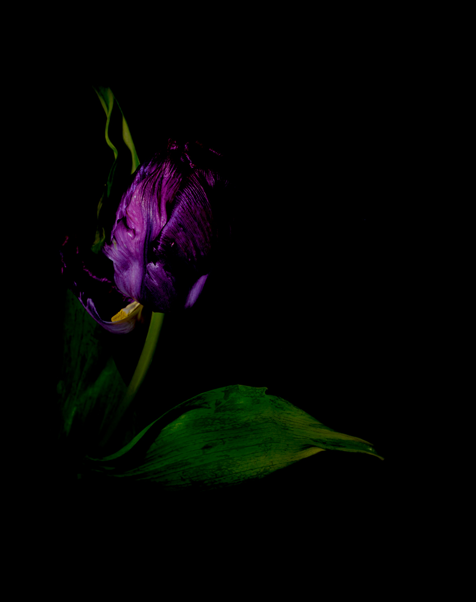 Purple Tulip Ii