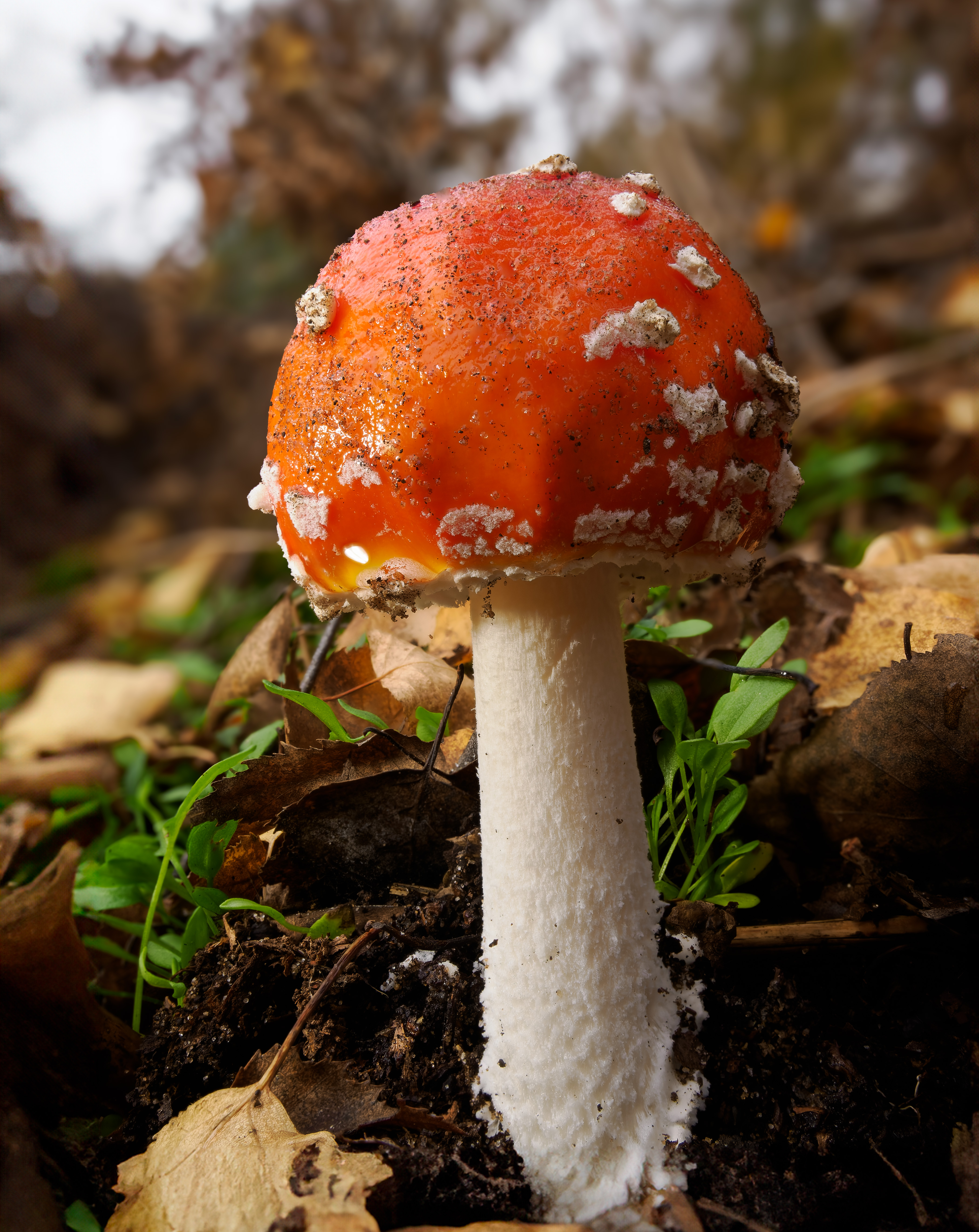 RPS Sandy Fly Agaric R North