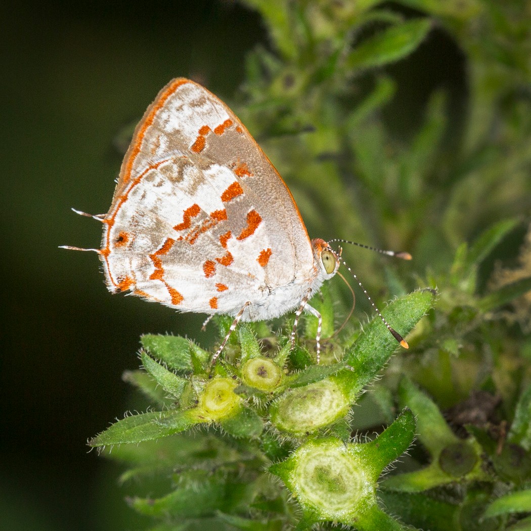 2. Red Spotted Hairstreak