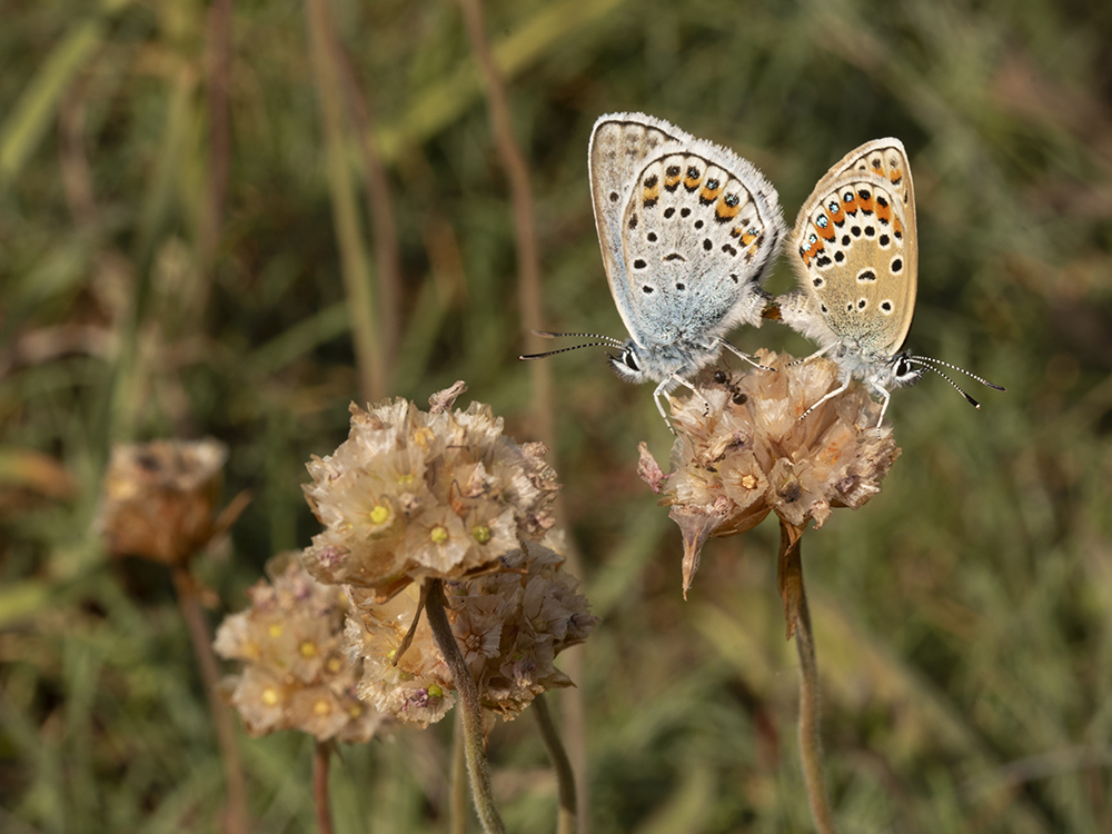 Silver Studded Blues Mating, Rob Eschle