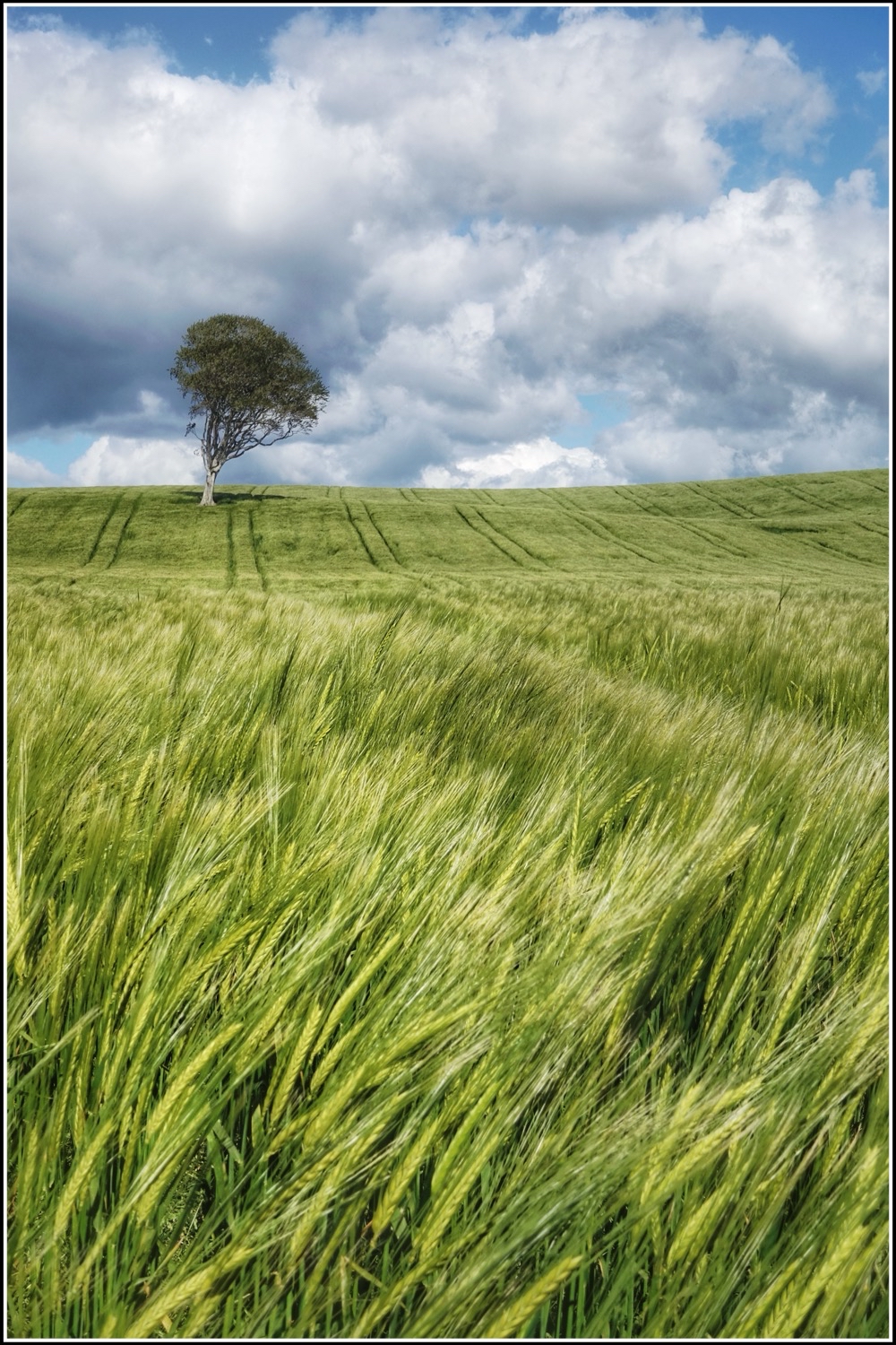 Ayrshire lone tree