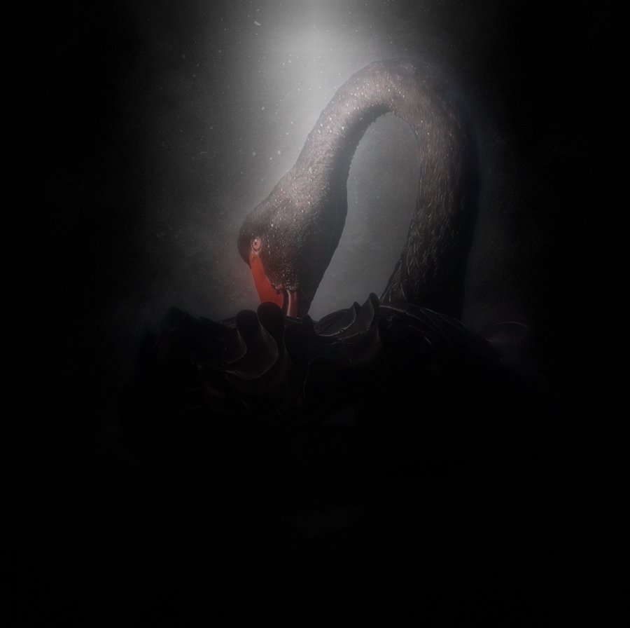 Black Swan By Sue Riach ARPS (New Zealand)