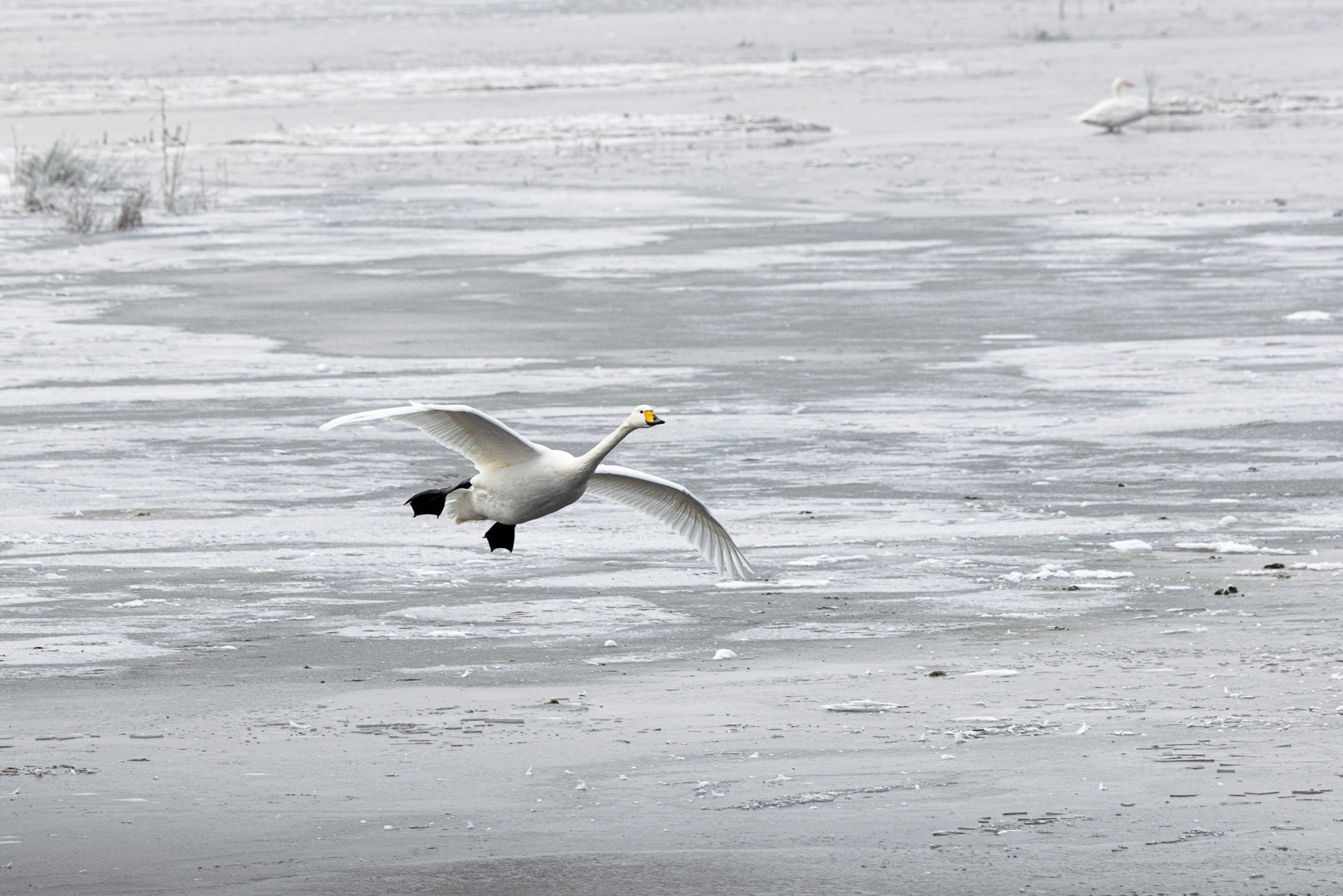 Whooper Landing By Dave Mckay