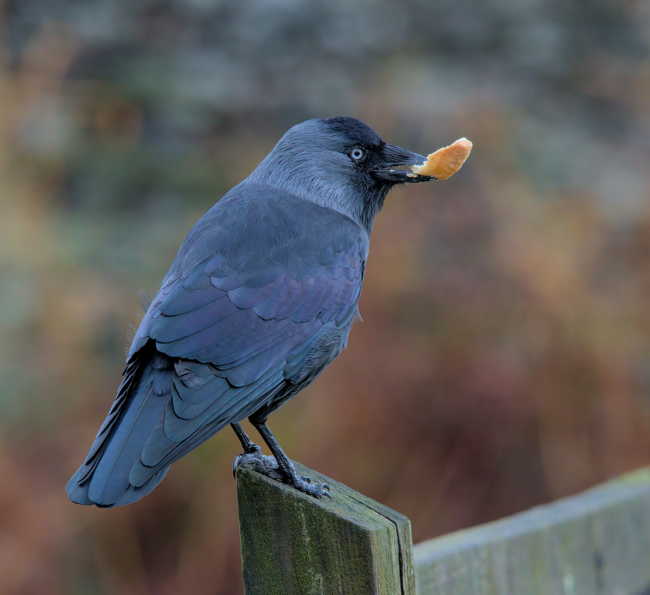 Jackdaw By Dave Belton
