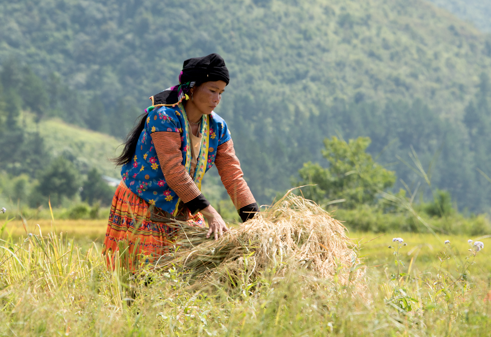 Harvest Time, Vietnam by Liz Bugg