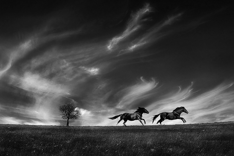 Running With The Wind By Lajos Nagy (Romania)