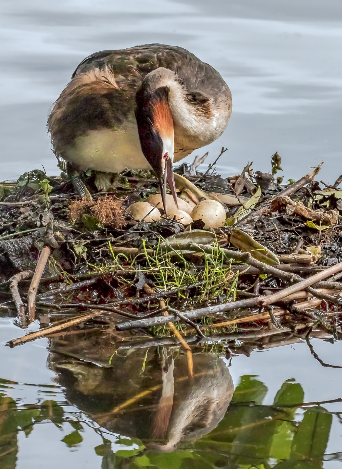 9 Grebes With Eggs 2
