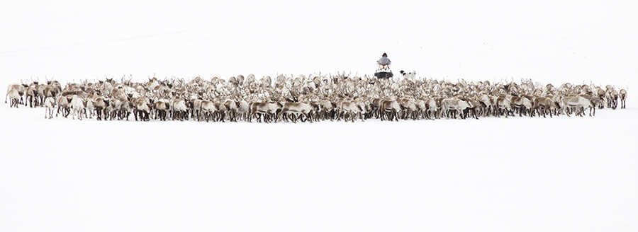 Reindeer Herding By Grahame Soden ARPS (Sweden)