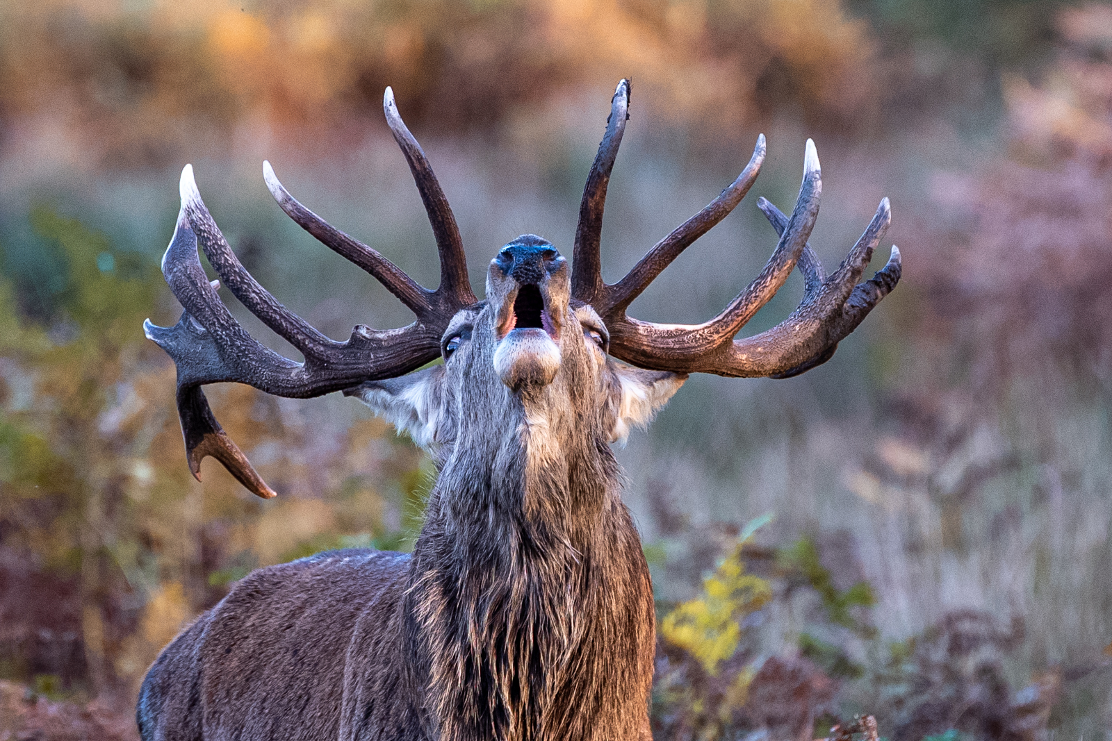Red Deer Stag Bellowing By Graeme Clarke