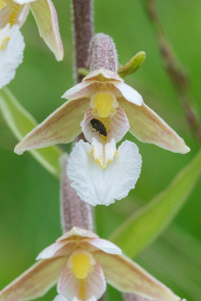 Buxton Orchids And Moths 7