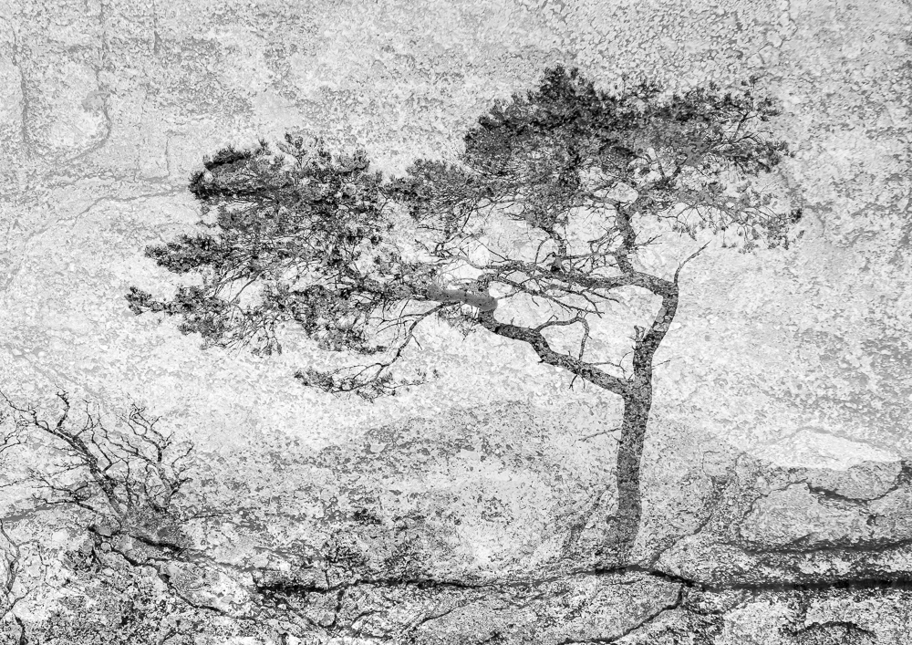 Ancient Pine