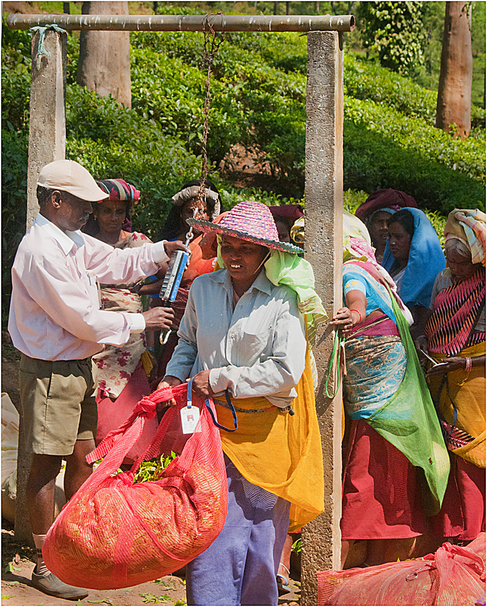 Weighing The Tea, Sri Lanka, by Ian Sylvester