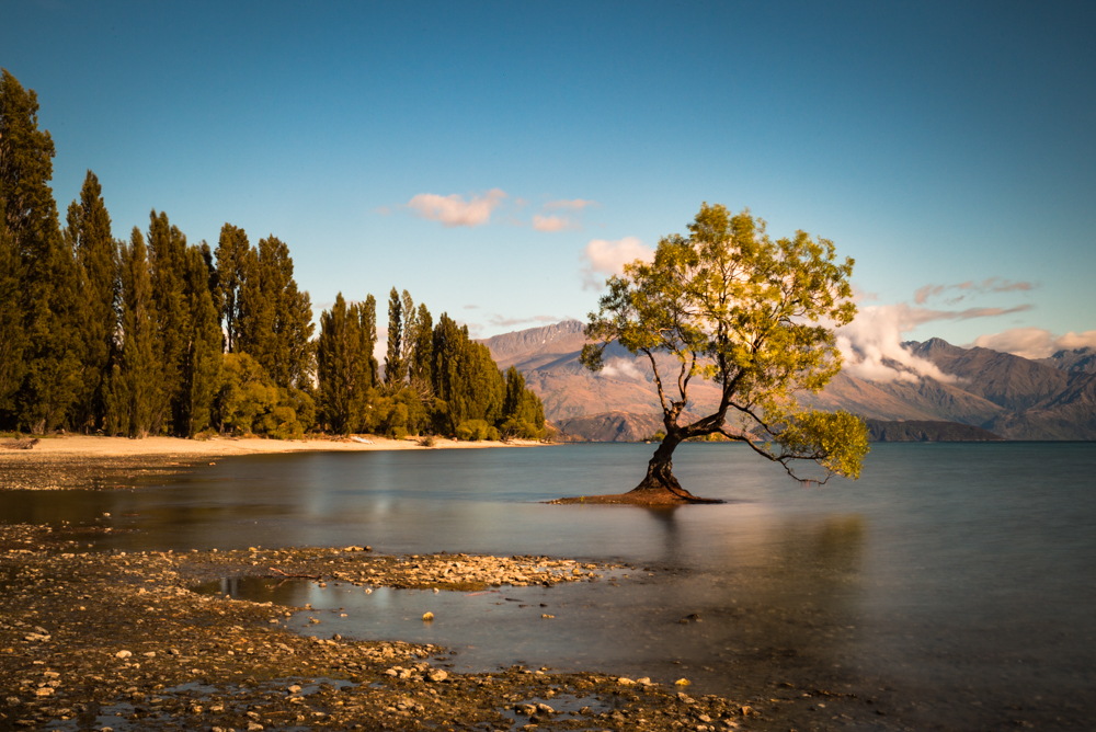 That Wānaka Tree