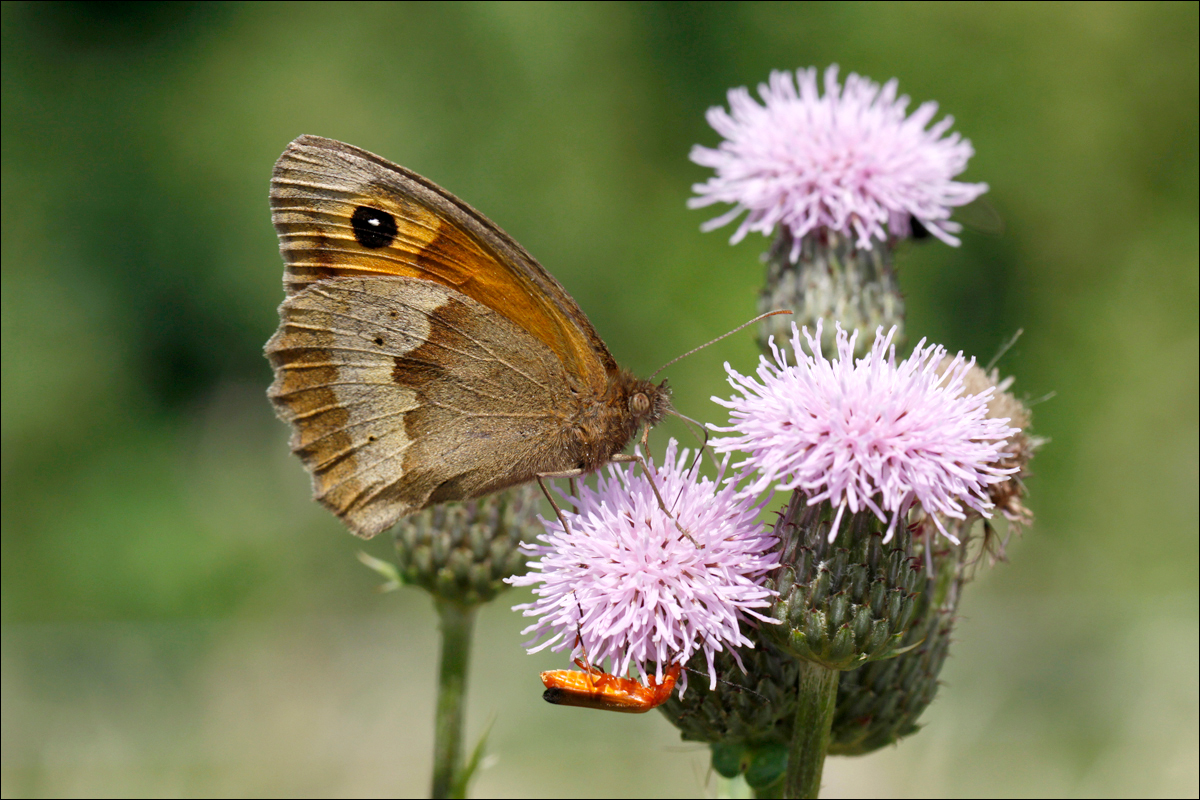Meadow Brown By Maggie Finney LRPS