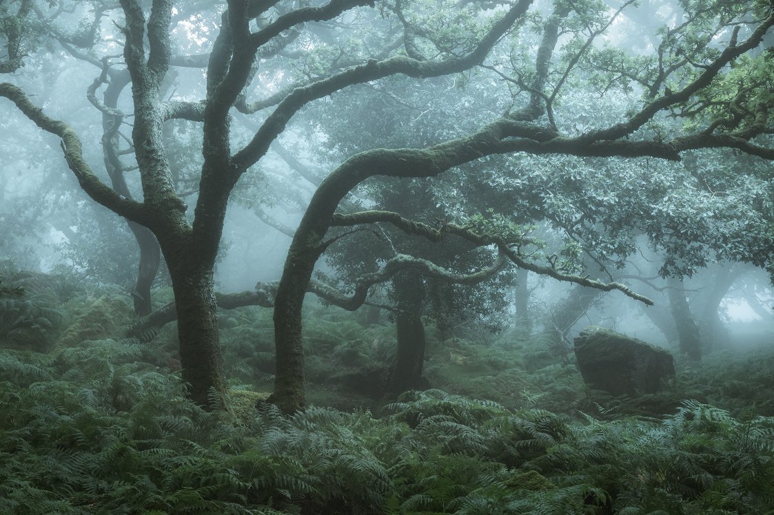 Dartmoor Mist by David Clapp FRPS