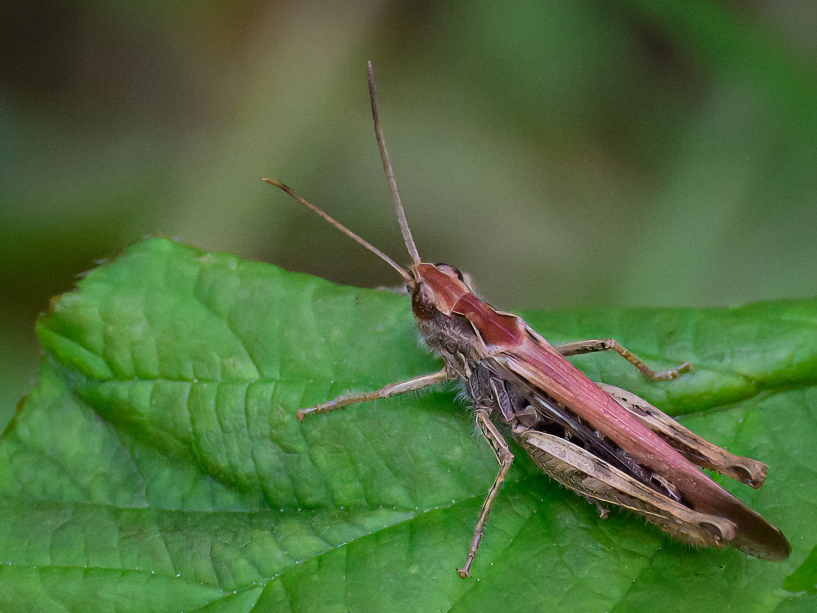 Grasshopper John Kirkelionis