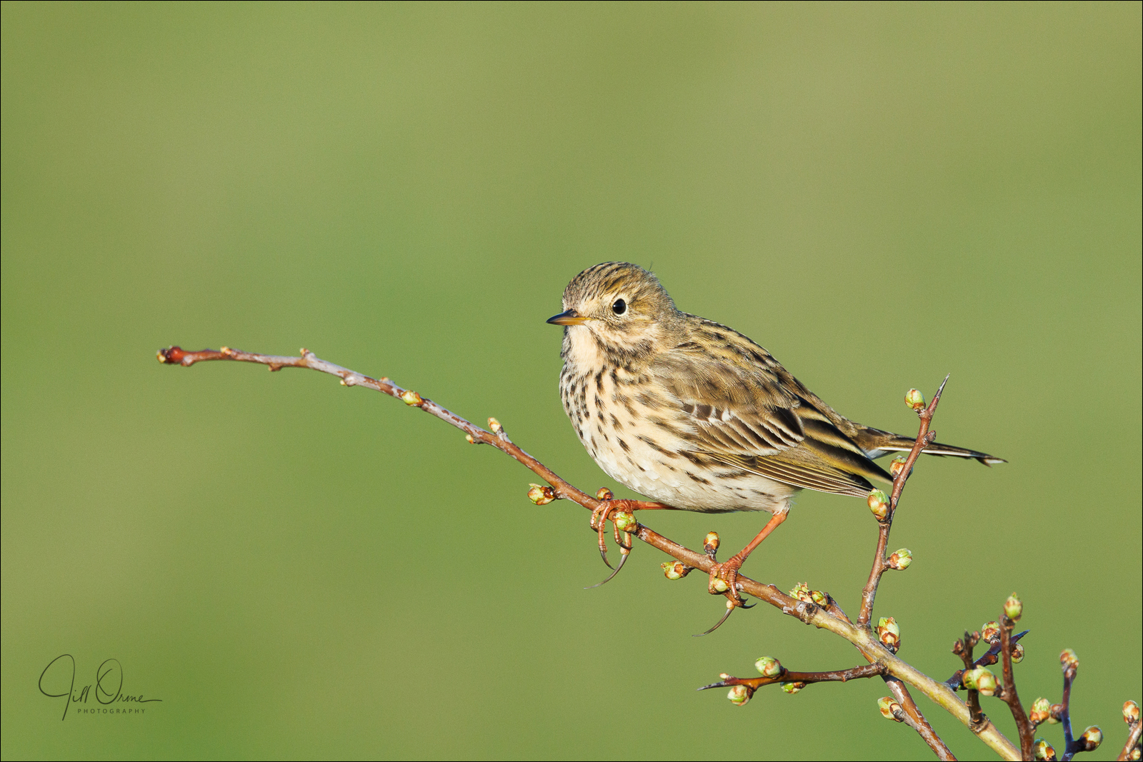 Corn Bunting By Jill Dyson Orme LRPS