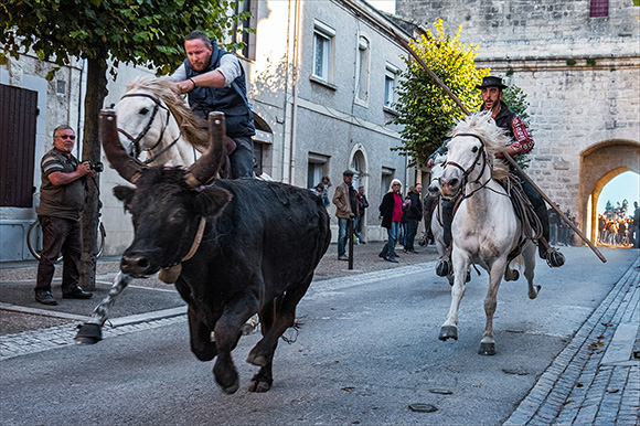 Bull Running In Aigues Mortes