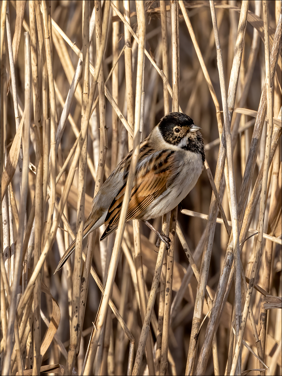 Reed Bunting By Duncan Locke ARPS
