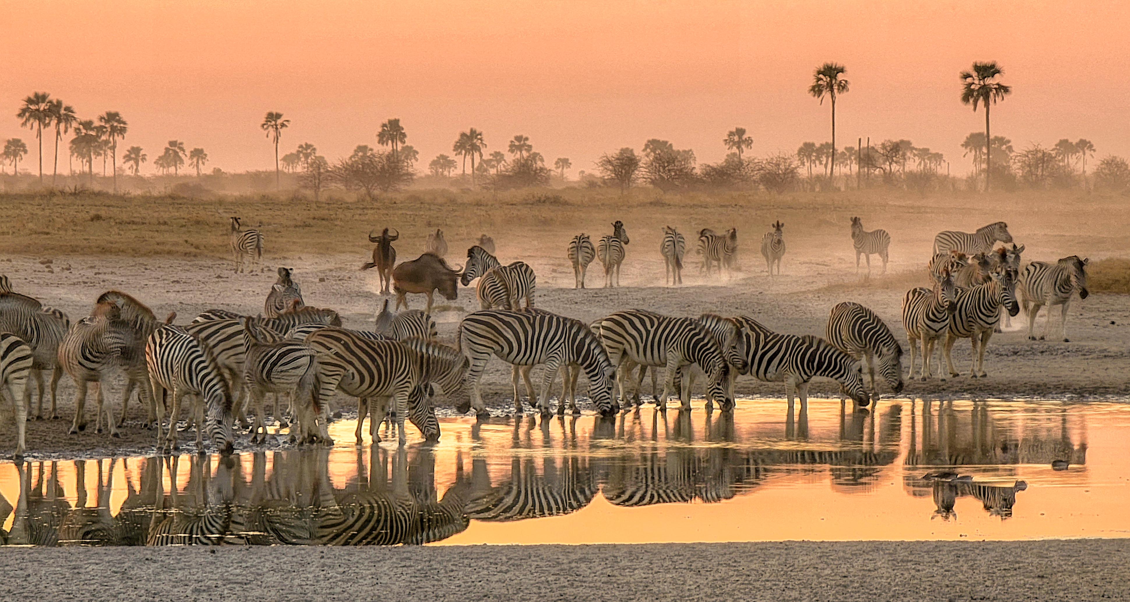 Drinking At The Waterhole, Botswana