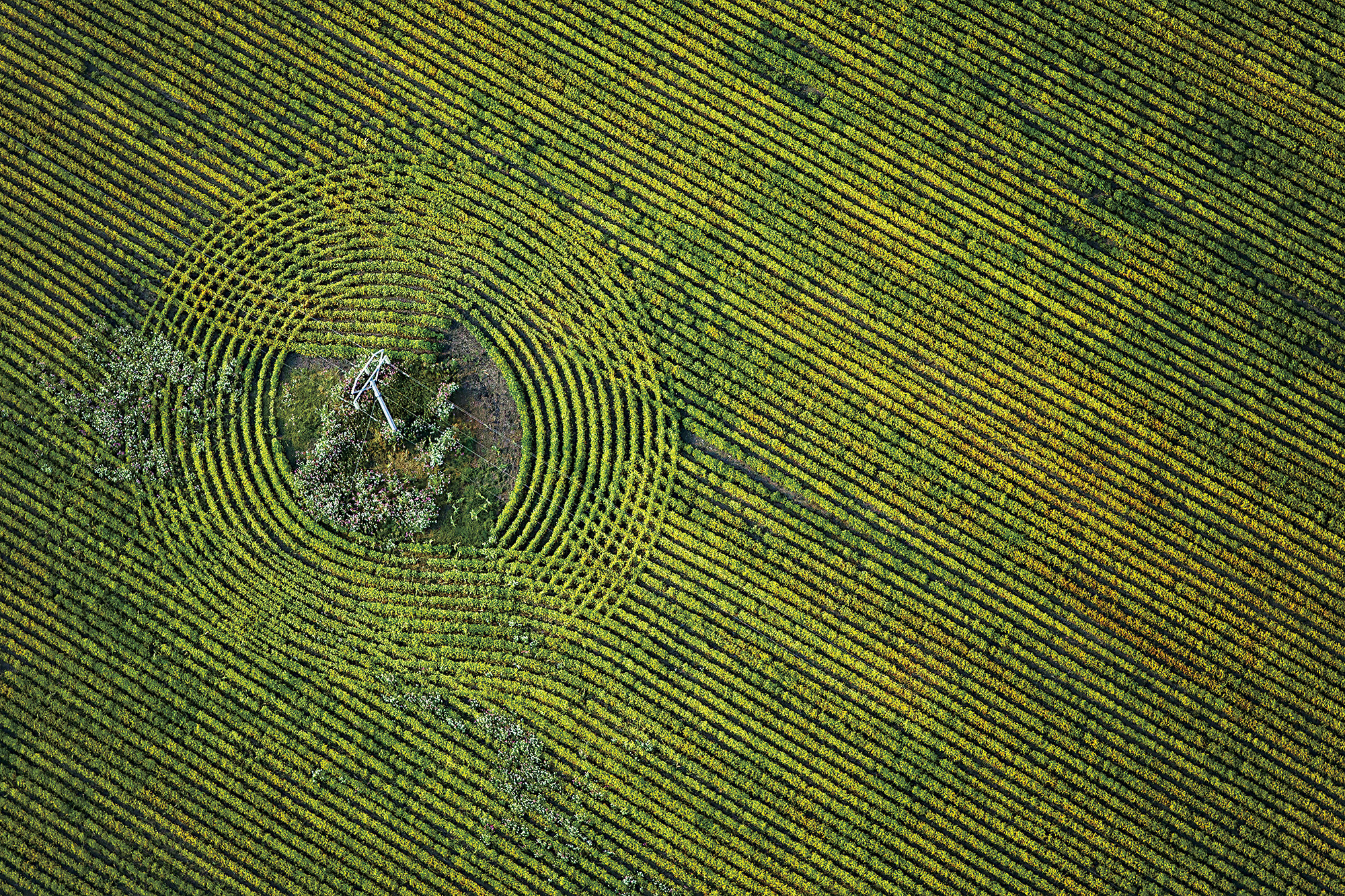 A Farmer’S Moiré Pattern Of Wheat Surrounds A Pylon In The Eastern Free State, South Africa Jan And Jay Roode