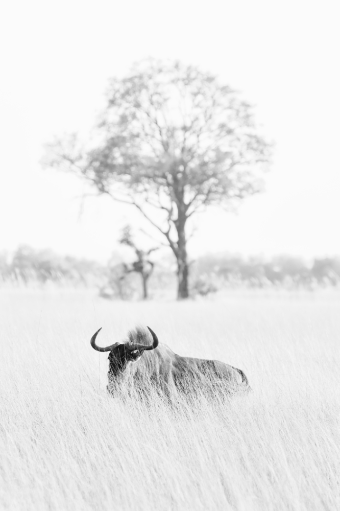 A Gnu in the Grass by Peter Roberts