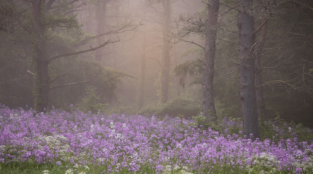 1085X605 Phlox In The Woods By Candia Peterson ARPS