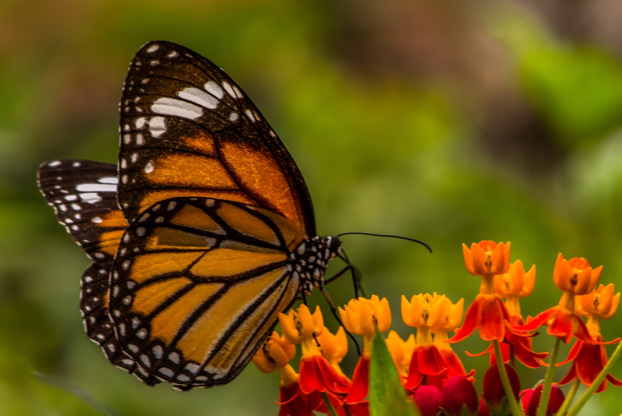 Butterfly by Ramya Wickramasingha (Sri Lanka)