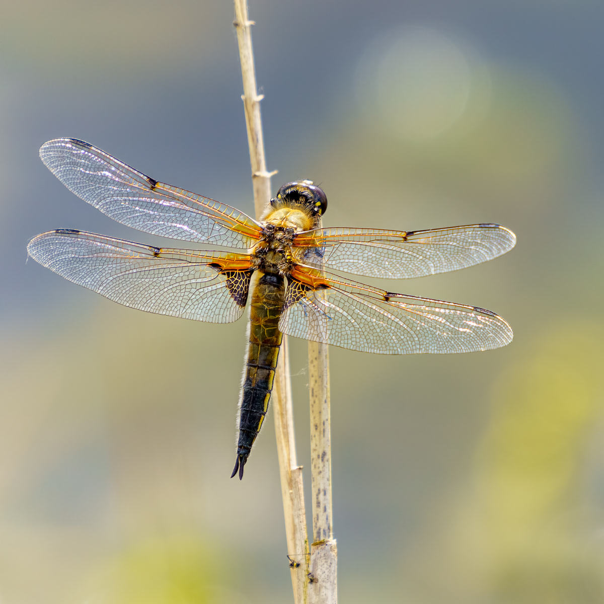 11 Four Spotted Chaser By Nick Bowman