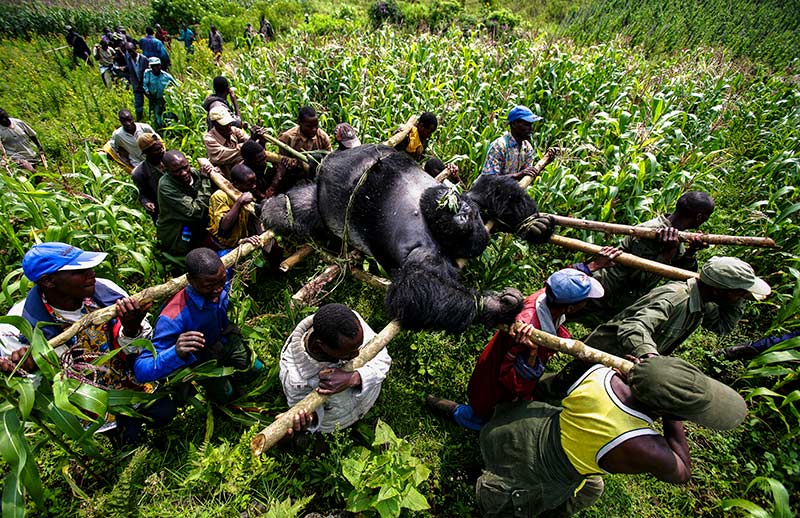 From Human Nature Planet Earth In Our Time By Blackwell And Ruth Image Copyright Copyright Brent Stirton Getty Images