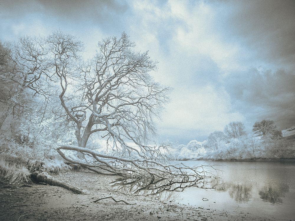 Fallen tree by Peter Stickler ARPS
