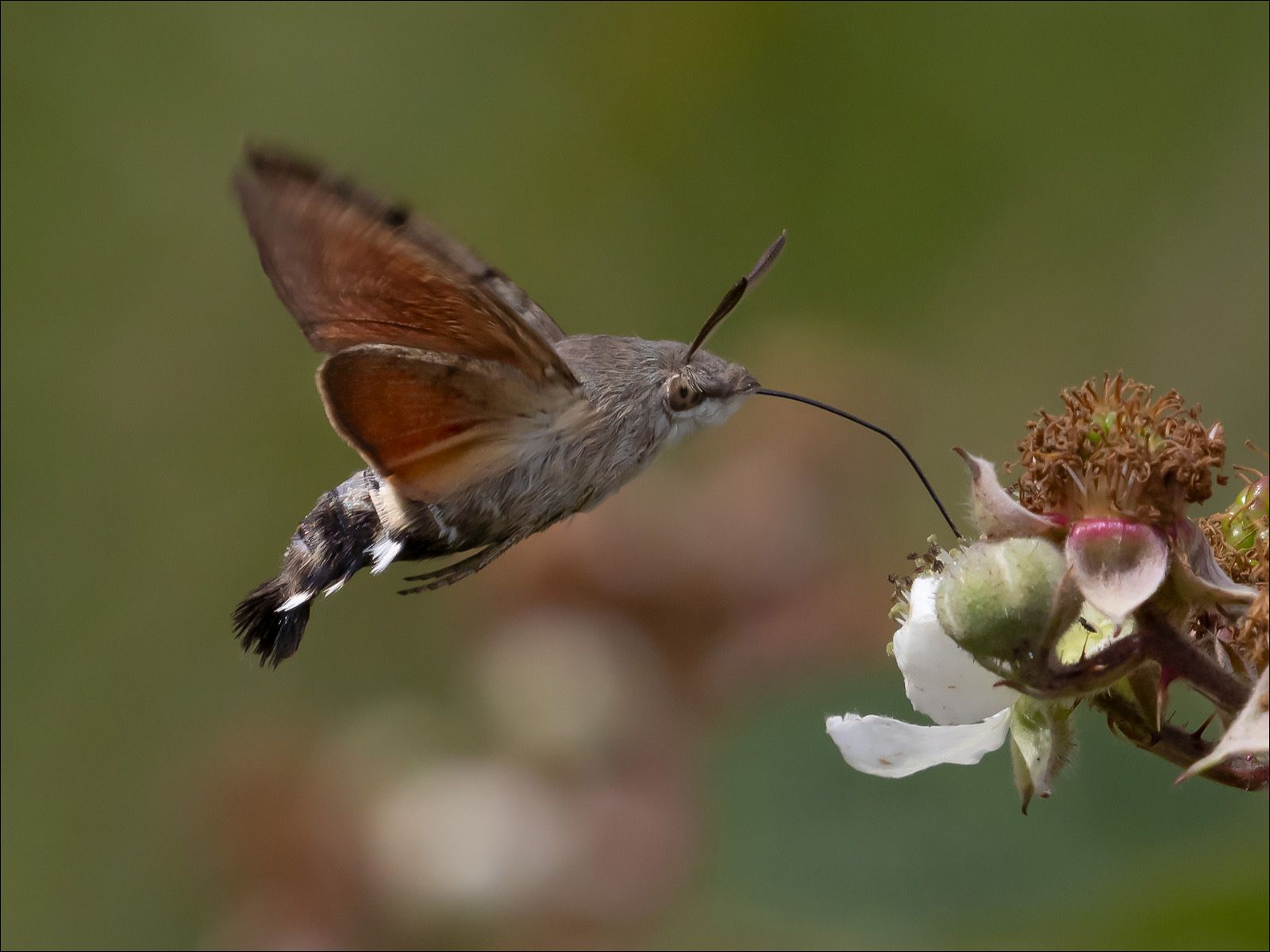 Hummingbird Hawk Moth By Neil Avery