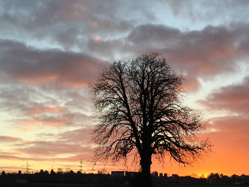 Lonely Tree