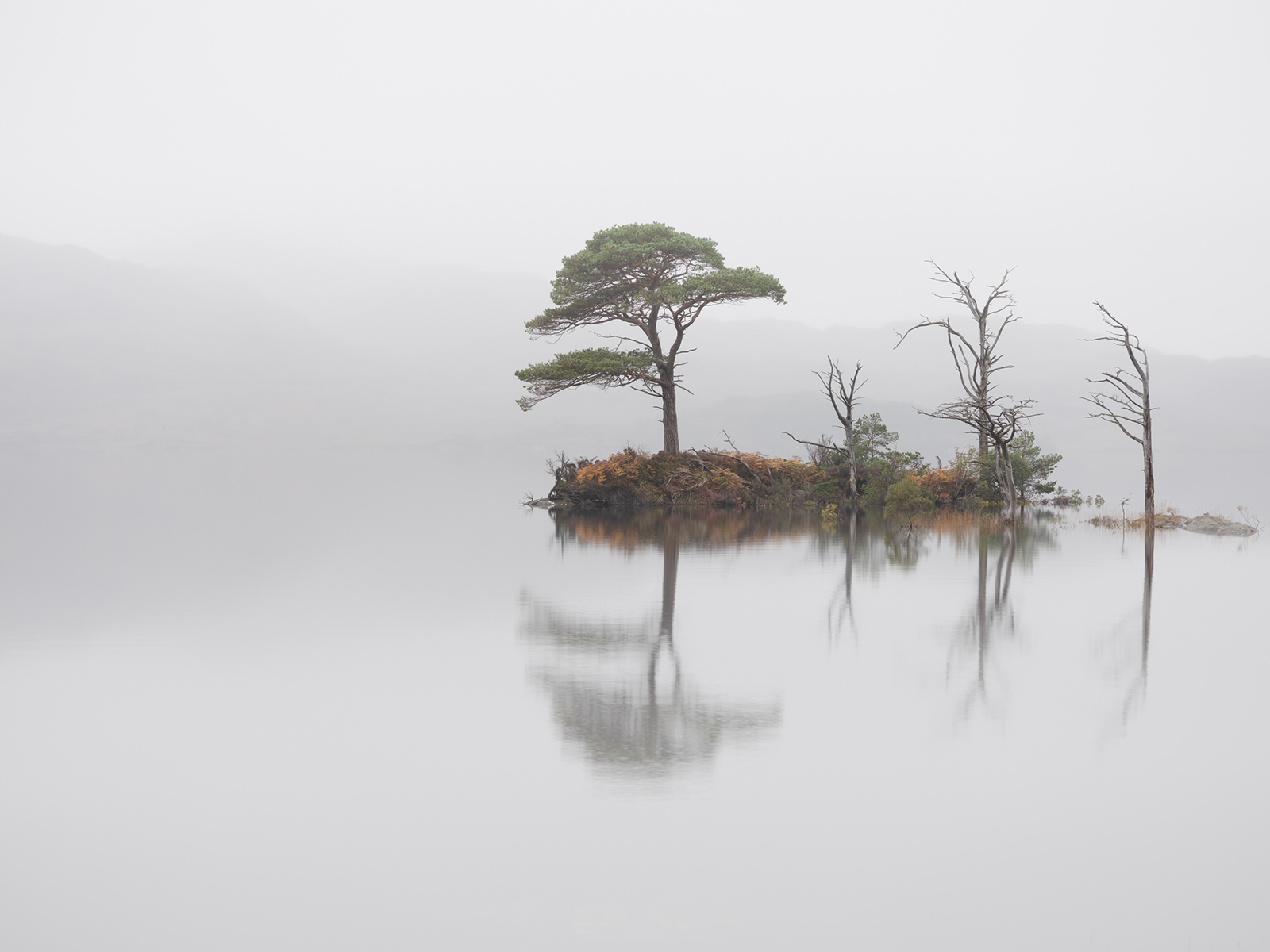 11. Loch Assynt Pine by Mairi Macaulay LRPS
