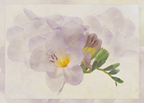 Freesia By Yvonne Green LRPS