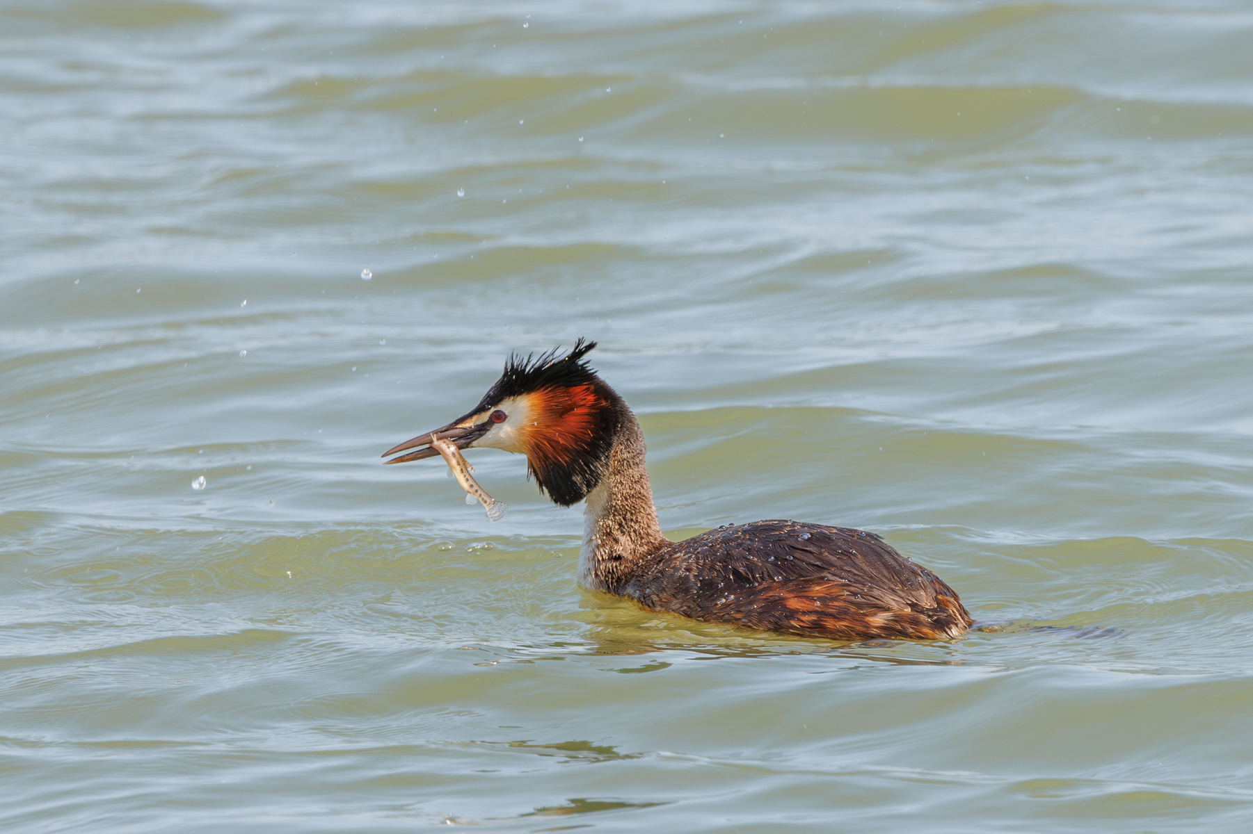 Great Crested Grebe By Andre Neves