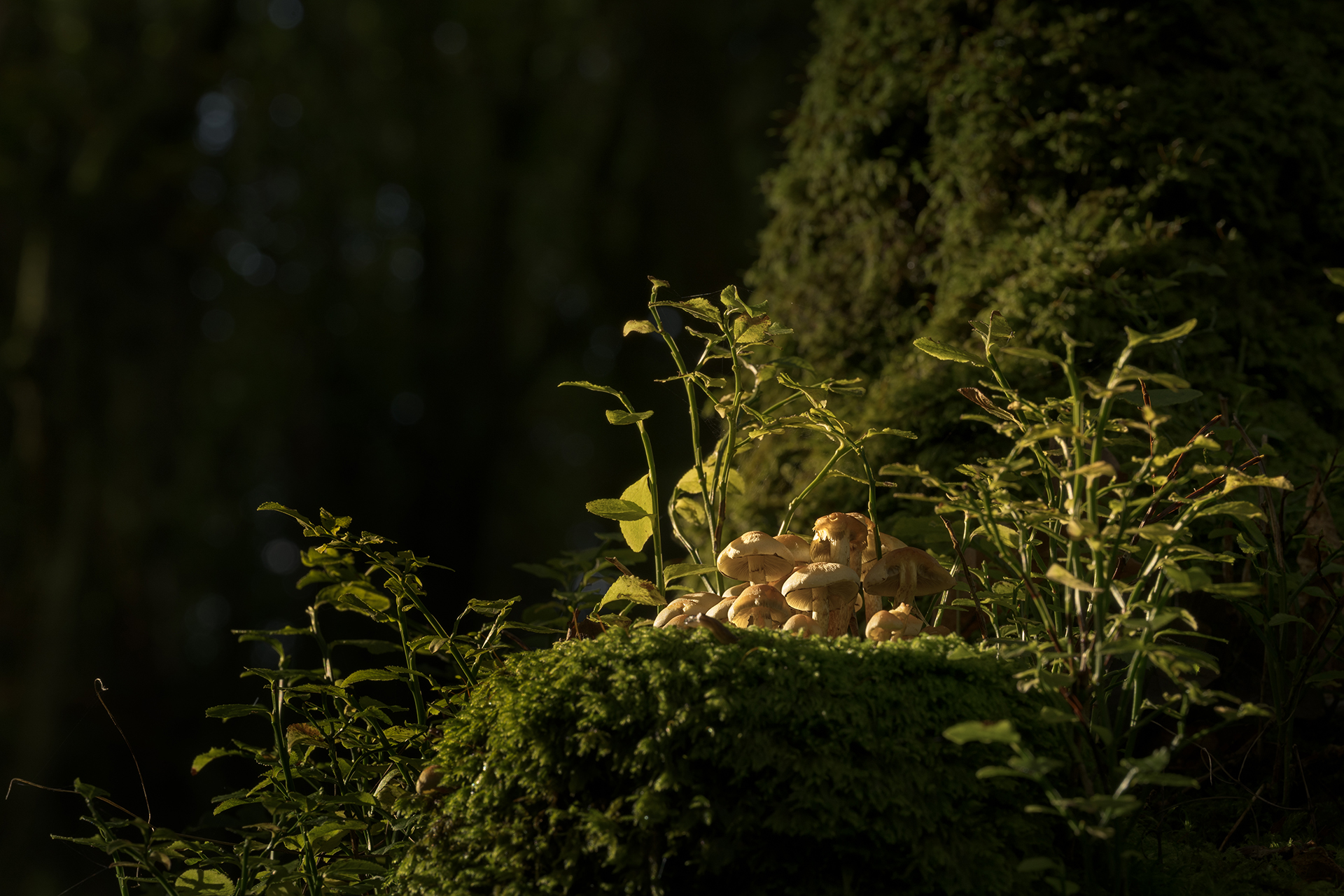 Ian Foster. Clunton Coppice