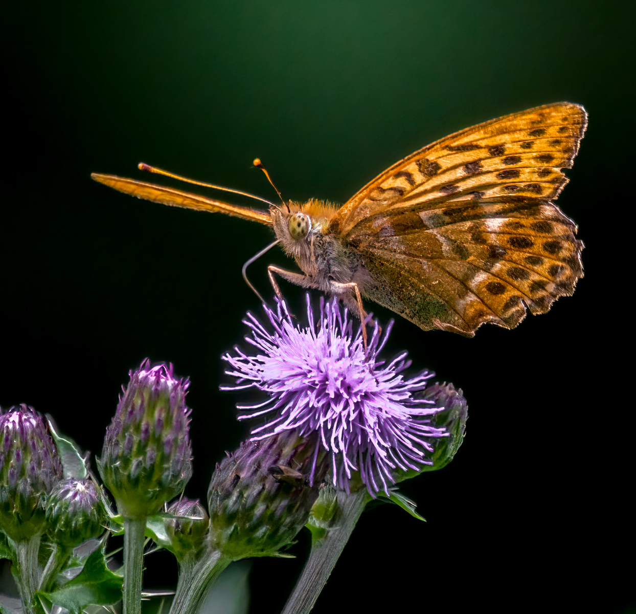 Silver Washed Fritillary 1 By Ann Miles