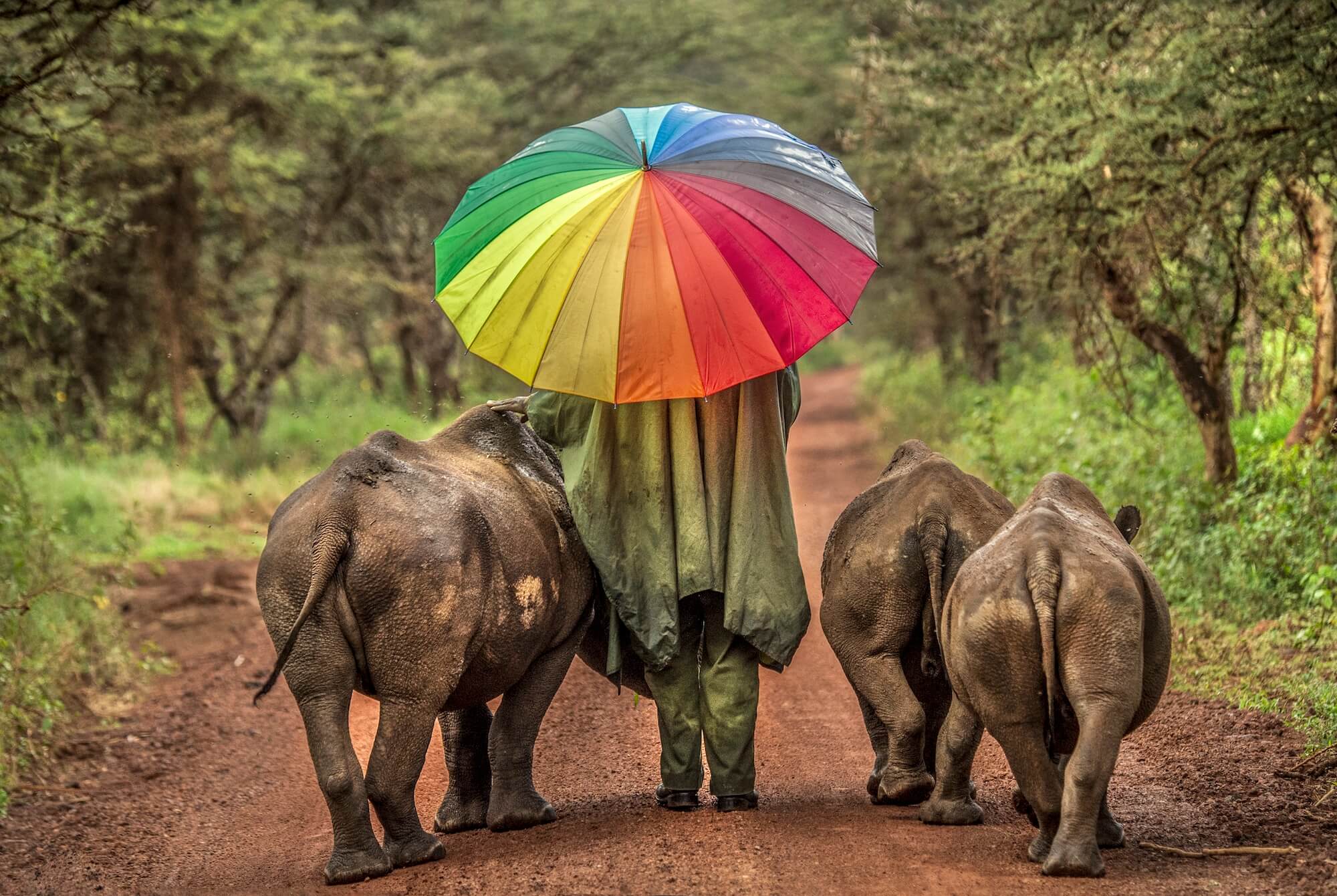 ‘Keeper Kamara With Young Black Rhinos At Lewa Wildlife Conservancy Kenya’ By Ami Vitale Honfrps